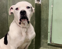 Neglected Pittie No One Wanted Turns Out To Be the Sweetest Boy Ever