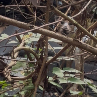 Rescuer Hears Barking Inside Collapsed House — And Finds Someone Trapped Beneath the Rubble