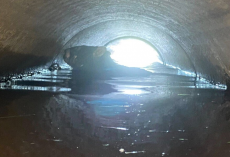 Navy Officer Spots Massive Wombat Struggling To Stay Afloat — Then A Rescue Mission Begins