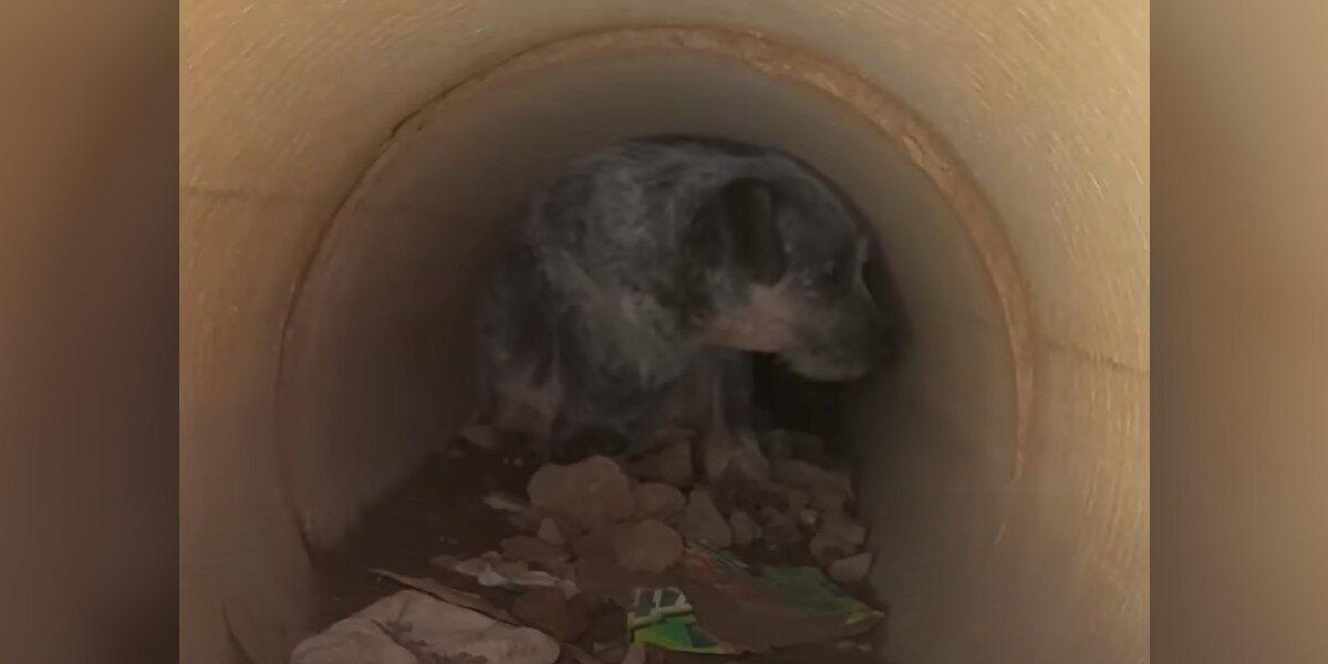 Terrified Pups Hiding In A Drainpipe Finally Learn What Love Feels Like