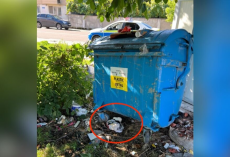 Woman Notices A Plastic Bag Moving — Then Finds A Litter Of Newborns Fighting To Survive