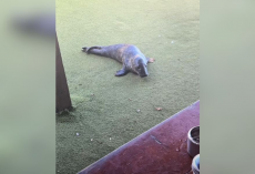Cafe Guests Are Amazed When A Sleepy Baby Seal Crawls In And Takes A Nap