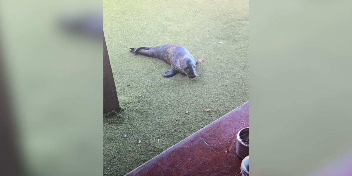 Cafe Guests Are Amazed When A Sleepy Baby Seal Crawls In And Takes A Nap