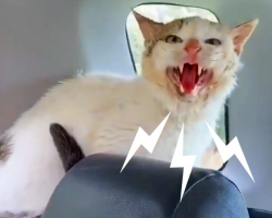 Hissing Cat Can’t Decide If She Wants To Be Rescued Or Not