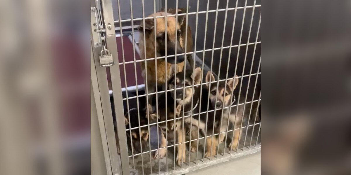 Mama Dog Watches All Her Puppies Get Adopted — Then Waits Alone, Heartbroken