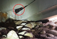 Hospital Security Guard Spots Tiny Bear Hiding Alone In Parking Lot Corner