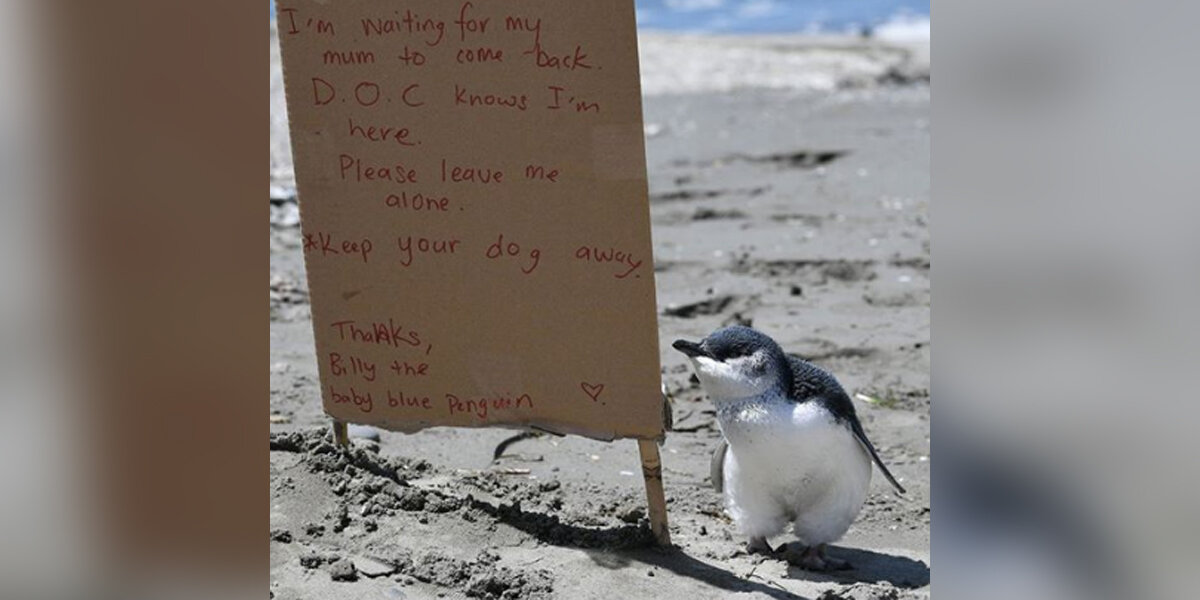 Baby Penguin Alone On Beach Gets Sweet Sign Asking People To Be Kind