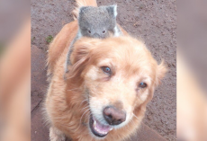 Man Steps Outside To Find A Lost Baby Hitching A Ride On His Golden Retriever’s Back