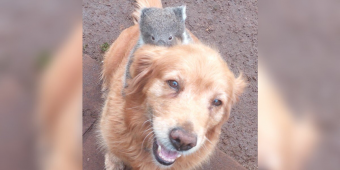 Man Steps Outside To Find A Lost Baby Hitching A Ride On His Golden Retriever’s Back