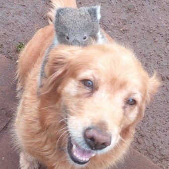 Man Steps Outside To Find A Lost Baby Hitching A Ride On His Golden Retriever’s Back