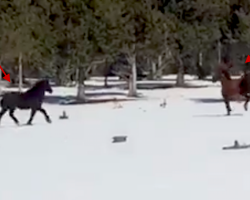 Wild Horses Reunite After Six Months Apart