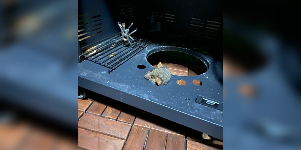 Woman Left Speechless After Discovering Who’s Stuck Inside Her Barbecue