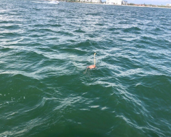 Boaters Spot Something Pink In The Waves — Then Realize It’s A Struggling Flamingo