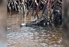 Paddleboarder Spots a “Clump of Feathers” in the Water — Then Realizes It’s Still Breathing