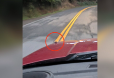 Driver Thinks a Leaf Landed on His Car — Then Realizes It’s Someone Tiny Hitching a Ride