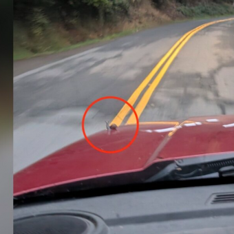 Driver Thinks a Leaf Landed on His Car — Then Realizes It’s Someone Tiny Hitching a Ride