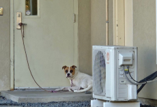Dog Left Tied to Shelter Door Quietly Waits — Hoping Her Family Will Come Back