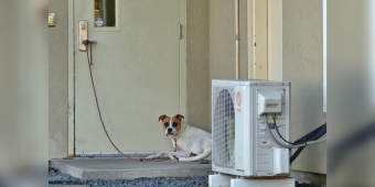 Dog Left Tied to Shelter Door Quietly Waits — Hoping Her Family Will Come Back