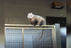 Shelter Staff Spot a “Weird-Looking Dog” — Then Realize He’s Not a Dog at All
