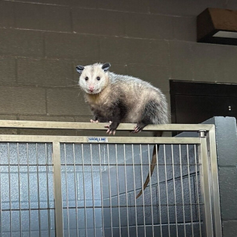Shelter Staff Spot a “Weird-Looking Dog” — Then Realize He’s Not a Dog at All