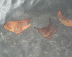 Woman Thinks She’s Looking at Floating Leaves — Then Realizes They’re Alive