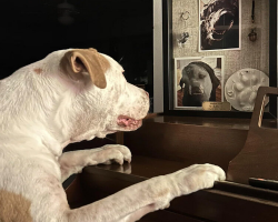 Dog Visits His Late Best Friend’s Memorial Every Day To Keep Their Bond Alive
