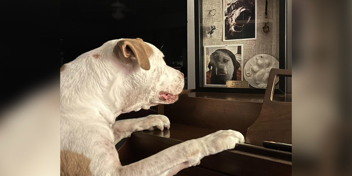 Dog Visits His Late Best Friend’s Memorial Every Day To Keep Their Bond Alive