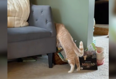 Cat Can’t Stop Searching For His Foster Sister — Until His Family Brings Her Home For Good