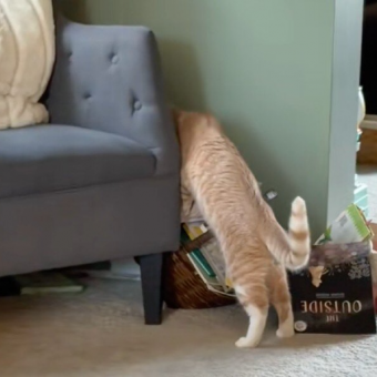 Cat Can’t Stop Searching For His Foster Sister — Until His Family Brings Her Home For Good