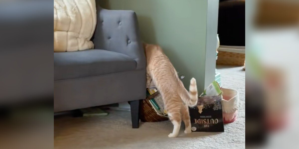 Cat Can’t Stop Searching For His Foster Sister — Until His Family Brings Her Home For Good