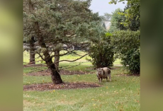 Neighbors Spend a Month Earning the Trust of a Mysterious Pig Who Kept Appearing on Their Lawns