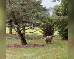 Neighbors Spend a Month Earning the Trust of a Mysterious Pig Who Kept Appearing on Their Lawns