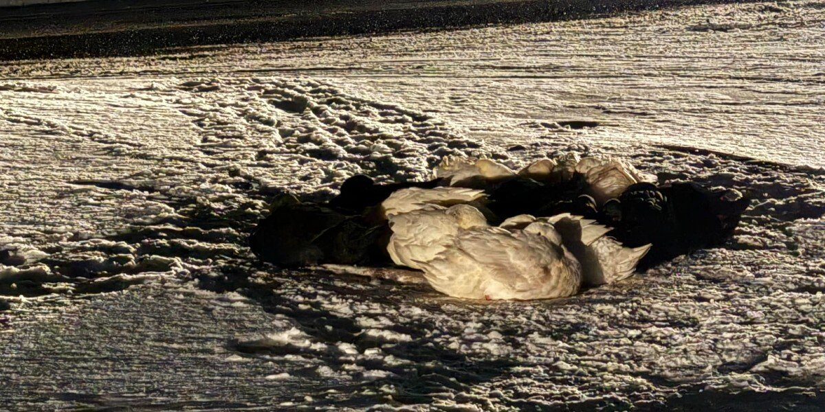 “Helpless Angels” Huddle for Warmth Until a Kind Woman Comes to Their Rescue