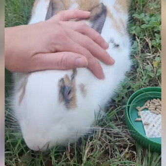 Bunny Abandoned In Park Spends Weeks Begging Strangers To Help — Until One Finally Does