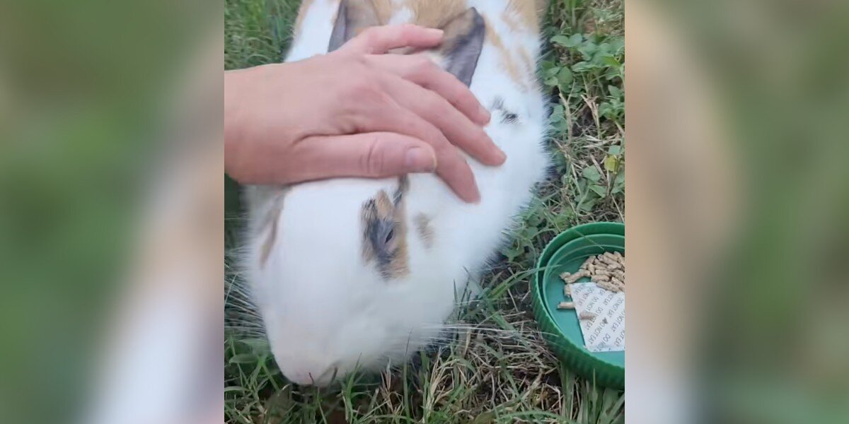 Bunny Abandoned In Park Spends Weeks Begging Strangers To Help — Until One Finally Does