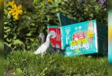 Woman Goes Into ‘Mom Mode’ After Spotting Box Of Beautiful Birds Left On The Street