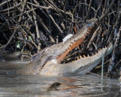 Boat Guide Spots Fearsome Crocodile Delicately Playing With The Sweetest “Toy”