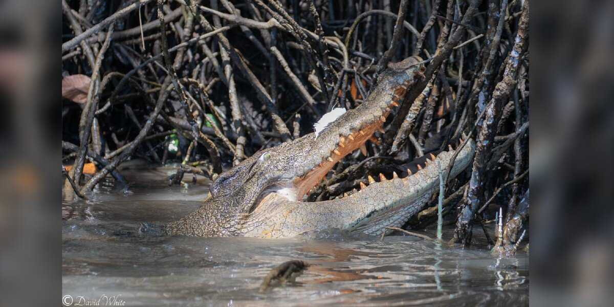 Boat Guide Spots Fearsome Crocodile Delicately Playing With The Sweetest “Toy”