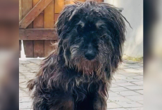 Dog Survives Alone In The Wilderness For 13 Years — Until A Kind Stranger Stops And Changes Everything