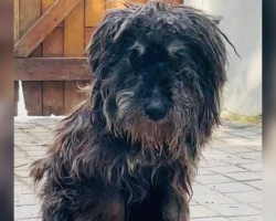 Dog Survives Alone In The Wilderness For 13 Years — Until A Kind Stranger Stops And Changes Everything