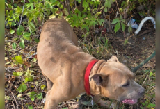 Dog Found Tied to Fire Hydrant Covered in Scrapes — But Rescue Brings Him Back to Life