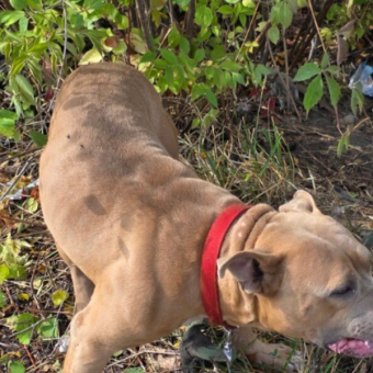 Dog Found Tied to Fire Hydrant Covered in Scrapes — But Rescue Brings Him Back to Life