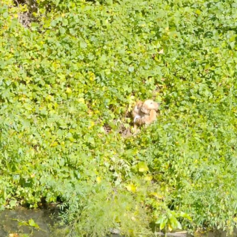 Dog Leaps From Moving Car And Ends Up Stranded On Tiny Island — Until Heroes Arrive To Help