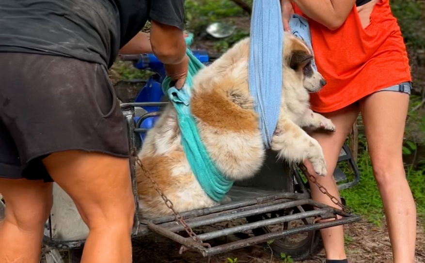 From 81 Pounds To Playful Pup: Street Dog’s Incredible Weight Loss Journey