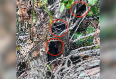 Road Crew Clearing Debris Spots Tiny Fuzzy Faces Tangled In A Briar Patch