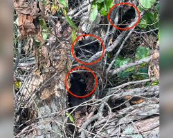 Road Crew Clearing Debris Spots Tiny Fuzzy Faces Tangled In A Briar Patch