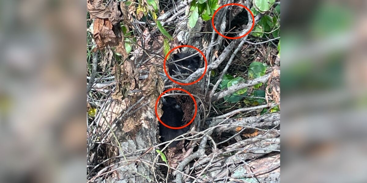 Road Crew Clearing Debris Spots Tiny Fuzzy Faces Tangled In A Briar Patch