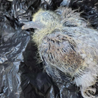 Dog Walker Finds Freezing Baby On Road — And Uses A Poop Bag To Save Him