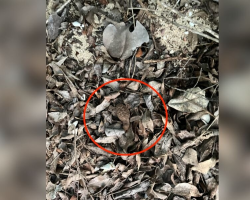 Tiny Baby Hidden In Leaf Pile Turns Out To Be A Critically Endangered Sea Turtle