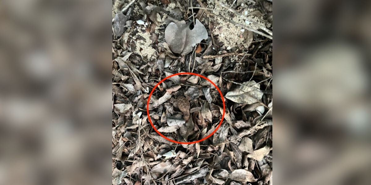 Tiny Baby Hidden In Leaf Pile Turns Out To Be A Critically Endangered Sea Turtle